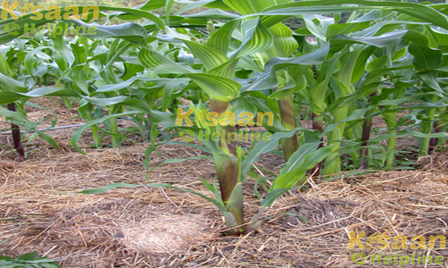 संकर ए.एच. 58 (पी.ई.एच.एम. 3)